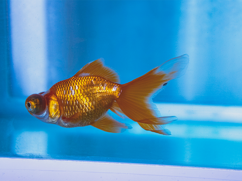 魚塘養(yǎng)魚水質的PH值是多少（魚塘水質PH值的影響）