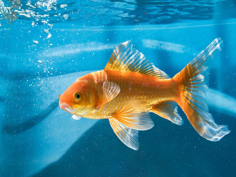 魚塘水質(zhì)檢測(cè)儀功能特點(diǎn)（魚塘水質(zhì)檢測(cè)儀使用技巧）