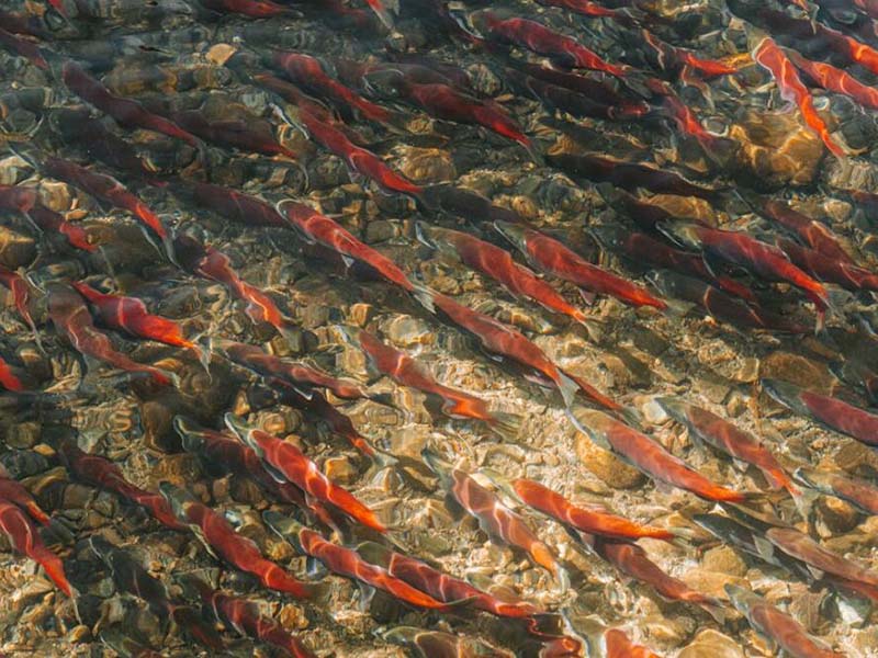 養(yǎng)魚池水質監(jiān)測指標（養(yǎng)魚池水質檢測重要性）